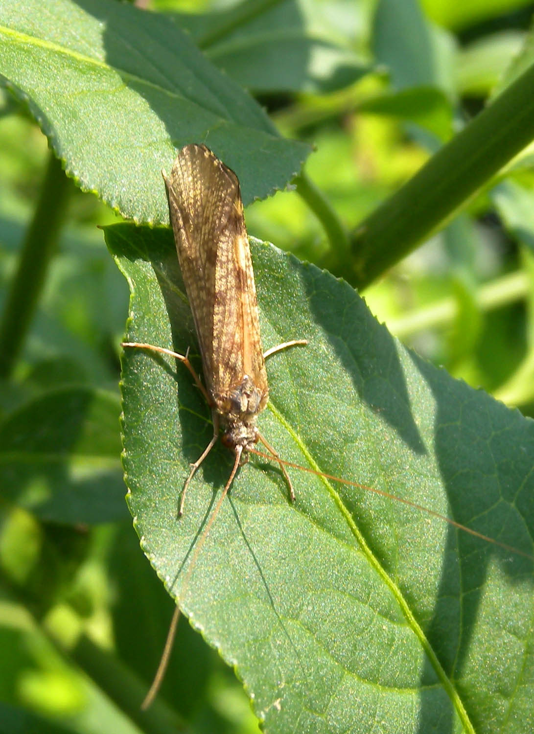 Hydropsychidae invasione d''aprile